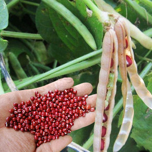 红小豆种子豆种农家赤小豆种籽农家早熟无架豆孑籽种小红豆自种