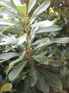 【荸荠东魁果】荸荠东魁果品牌,价格 - 阿里巴巴