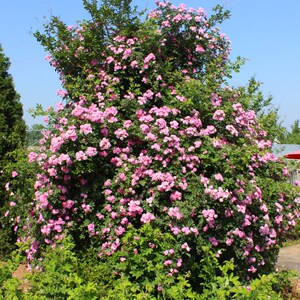 老品种十姐妹蔷薇花苗爬藤蔷薇藤本月季多花蔷薇庭院盆栽花长得快