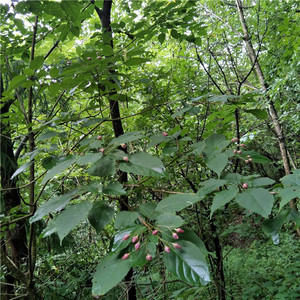 000人付款淘宝果树苗东北文玩核桃树苗核桃楸苗秋子树苗胡桃楸苗景观