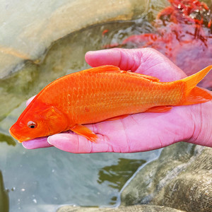 塑料红鲤鱼