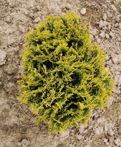 玫瑰香柏  金球 球形柏 观叶彩叶树庭院