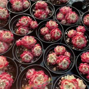 云南直发 迷你沙罗姬牡丹 多肉植物布朗先生的古董店肉肉一物一拍