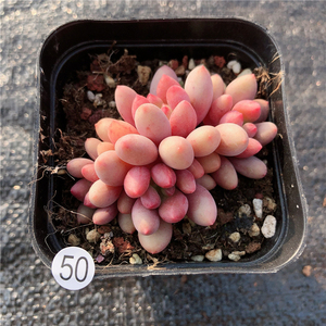 云南多肉相思豆多肉植物布朗先生的古董店青橙园艺趣味 一物一拍