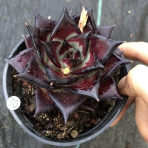 云南多肉 黑檀汁纯乌木 多肉植物布朗先生的古董店一物一拍包邮