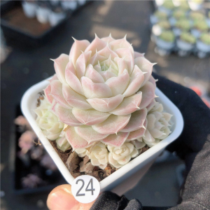 云南多肉女王玫瑰多肉植物布朗先生的古董店青橙园艺趣味一物一拍