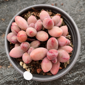 云南多肉糖果美人多肉植物布朗先生的多肉店青橙园艺趣味一物一拍