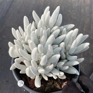 云南多肉 银月 多肉植物布朗先生的多肉店阳台控养老桩 一物一拍