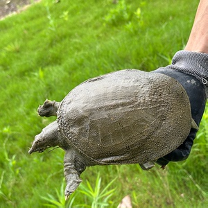 外塘生态甲鱼2斤4年鲜活绿色放养活体老鳖水鱼王八鱼食用