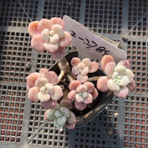 克洛伊 若桃 一物一拍 多肉植物 咕咕多肉绿植盆栽 云南精品多肉