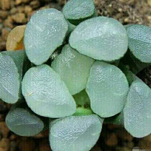 紫镜万象 十二卷组培万象 多肉植物