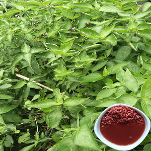 三月三五色糯米饭植物染料 彩色饭原料 红蓝草红丝线 紫蓝草 红色