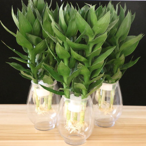 2018观音竹 荷花竹莲花竹四季常绿叶 室内观叶植物 盆栽水养绿植