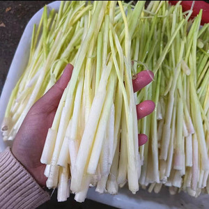 顺丰包邮洪湖高菜野生蒲菜湖北特产新鲜蒿菜蒲笋茭白草心现刮现发