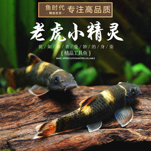 [鱼时代]老虎小精灵 熊猫青苔鼠原生除藻工具鱼老虎小精灵鱼活体