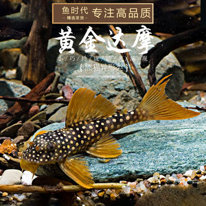 [鱼时代]l14黄金达摩异形鱼热带鱼南美草缸造景新手观赏鱼工具鱼