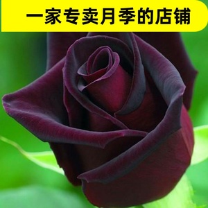 真夜mayo大花浓香月季花大苗红黑色丝绒质感丰花阳台庭院四季玫瑰
