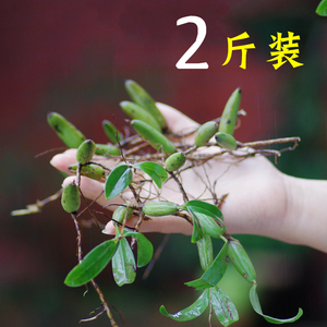 802人付款淘宝石橄榄新鲜石仙桃石岩珠双叶小叶包邮炖汤草药煲汤配料