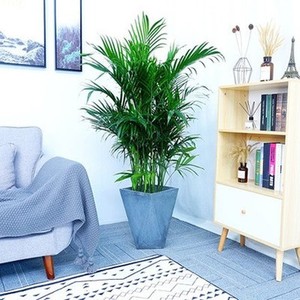 武汉盆栽富贵椰子盆景客厅绿植花卉办公室室内大型盆栽吸甲醛植物