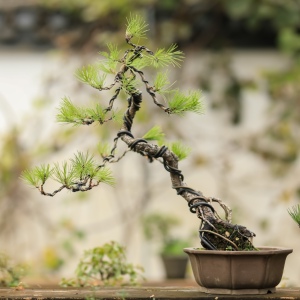 黄山松盆景提根斜干造型山cai爆皮老桩庭院露台国产培育万松草堂