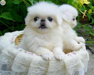 赛级血统家养健康白色纯种京巴幼犬狗狗活体宠物北京犬幼崽出售