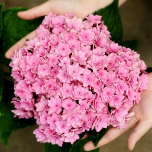 锈球花苗新品绣球系列 你我的一起 大花绣球 阳台盆栽植物花卉