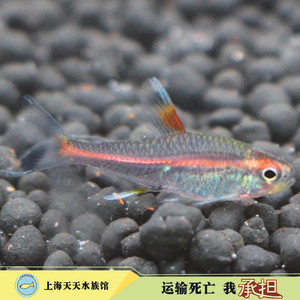 卵生鱼淡水鱼活体鱼热带鱼观赏鱼玻璃霓虹灯红灯管草缸鱼闯缸鱼