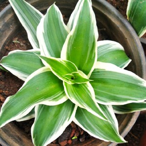 金边吊兰宽叶吊兰白玉卷叶吊兰客厅阳台办公桌绿植吸甲醛防辐射植