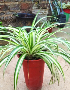 00方包2005淘宝白边吊兰,白芯吊兰,白心吊兰不死绿植 室内净化空气0