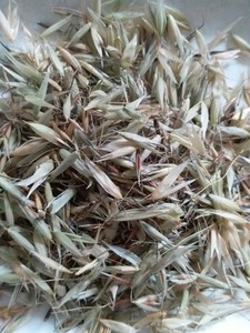 中药材 野生燕麦草 野燕麦穗 野麦草 乌麦 品500g包邮实物拍摄
