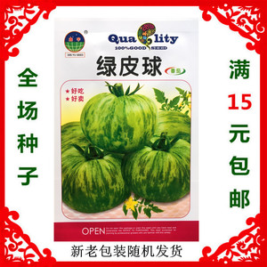 东北绿皮球柿子种子300粒黄红紫皮球番茄种籽虎皮黄蔬菜种子包邮