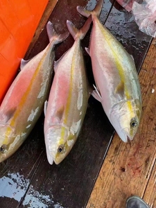 东山岛海鲜青甘鱼 红柑鱼 可放血刺身鲜寄 包邮 远的补运费包邮