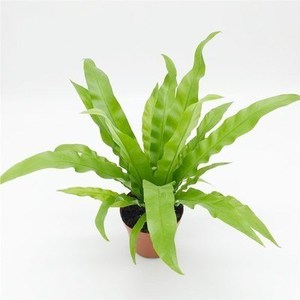 鸟巢蕨 铁线蕨盆栽室内观赏花卉巢蕨山苏花 王冠蕨鸟巢厥植物绿植