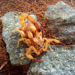 巴西金幽灵蝎单性繁殖可群养Tityus stigmurus中型树蝎