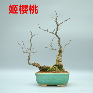 禅意日本姬樱桃微型盆景盆栽实物老桩进口花果小叶造型精品绿植