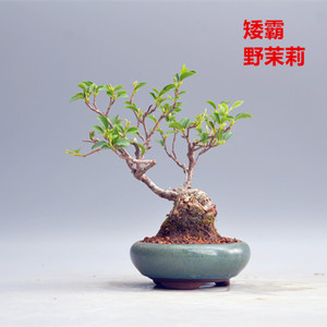 禅意日本矮霸野茉莉微型盆景盆栽实物老桩进口花果绿植掌上桌面