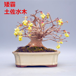 00乐乐海博淘宝日本进口土佐水木盆景盆栽精品禅意造