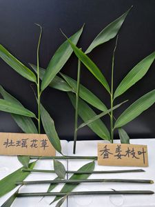 广西特色香山姜叶小叶山姜新鲜香姜叶50克起包粽子肉馅姜超香包邮