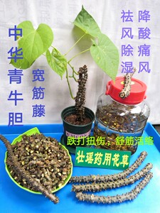 纯野生中华青牛胆苗宽筋藤松根藤大接筋藤名贵中草药云南白药藤科