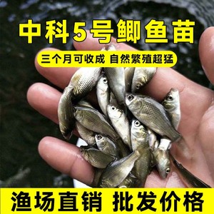 大品种黄金鲫鱼苗中科五号工程鲫湘云鲫高背淡水养殖活体大鲫鱼苗