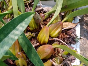 附生兰花雨林缸