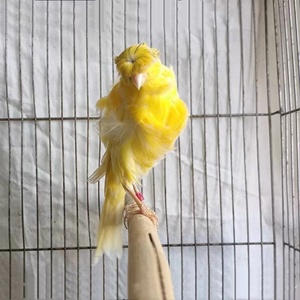 宠物芙蓉鸟活体金丝雀贵妇笼养鸟绿白黄卷毛鸣叫顺丰包邮混合鸟粮