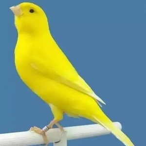 402人付款天猫辣椒红玉鸟芙蓉鸟金丝雀活物欣赏鸟活体红桂皮红辣椒