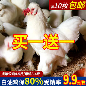 北京油鸡种蛋受精蛋可孵化毛脚中华宫廷黄鸡宫廷黄鸡白油鸡10包邮