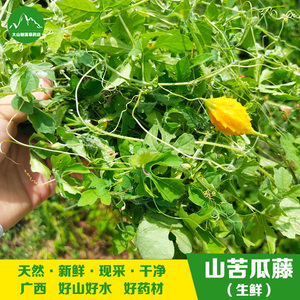 40中华亳州药膳堂淘宝苦瓜藤干苦瓜茎精选特级野生