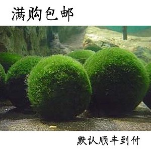 绿藻球水晶虾缸水草观赏热带鱼缸草缸绿毛球藻类植物