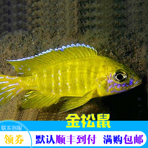 三湖慈鲷活体热带观赏鱼淡水宠物鱼金松鼠皇帝鱼新品特价慈鲷报损
