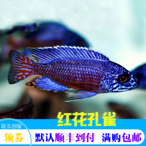 进口三湖慈鲷马鲷红花孔雀热带观赏鱼活体快递包活特价限时促销