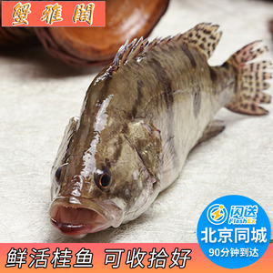 1斤8两至2斤1条 鲜活桂鱼 新鲜养殖鳜鱼鲜活水产松鼠桂鱼臭鳜鱼