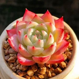 粉水晶玫瑰多肉植物老桩稀有品种迷你株白牡丹花卉大颗绿植盆栽无